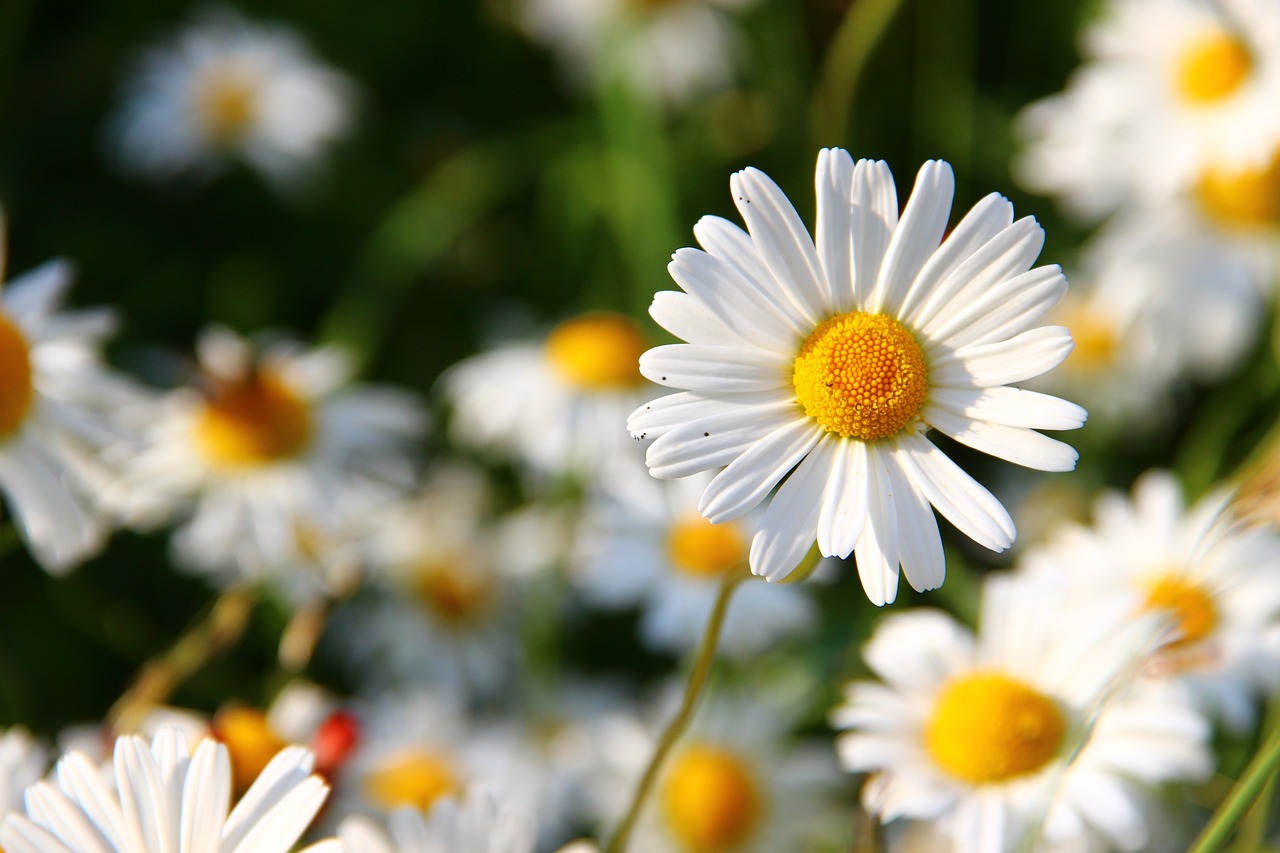 Best Companion Plants for a Healthy Garden